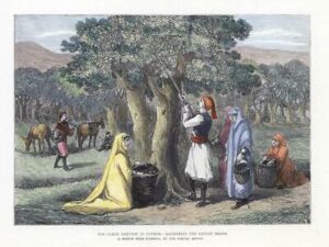 1878 Original Antique Colour Print CYPRUS Carob Harvest Locust Beans (CC10)