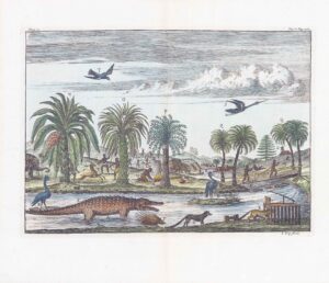 c1682 Large Antique Engraving NATURAL HISTORY African Crocodile (TR1-38)